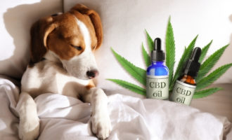 CBD for Dog Seizures