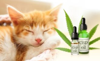 Best CBD Oil for Cats