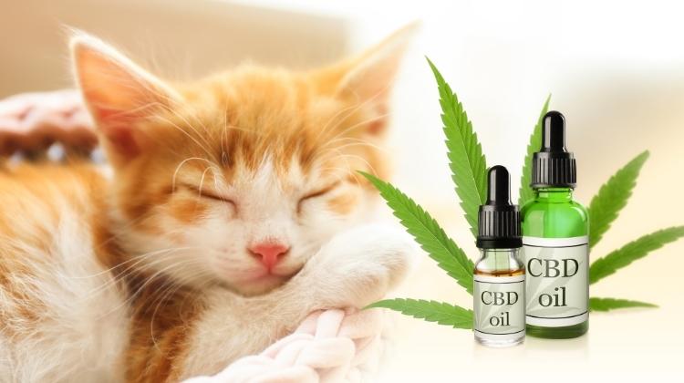 Best CBD Oil for Cats